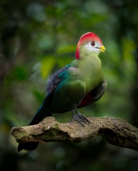 红绿颜色蕉鹃鸟图片