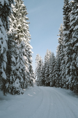冬季松树林路