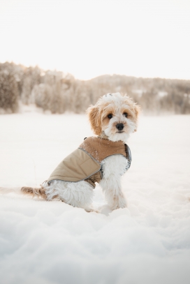 身穿宠物衣坐在雪地中的芬兰拉普猎犬