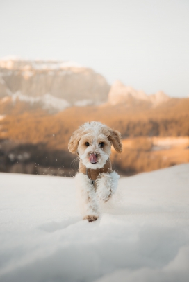 雪地中奔跑的芬兰拉普猎犬
