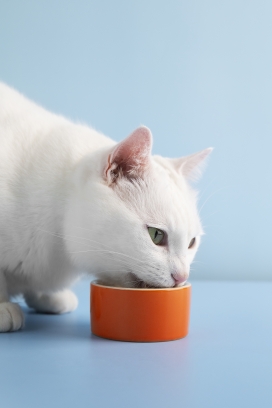 吃猫粮的白猫