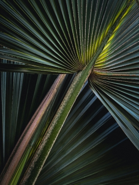 肥厚的棕榈树粽叶图