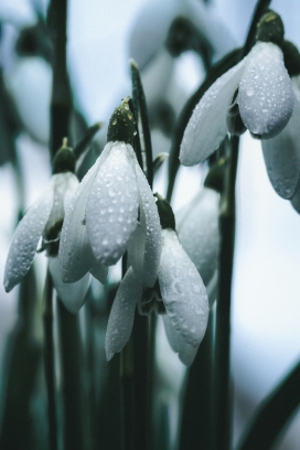 沾满水滴的雪滴花