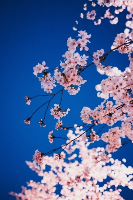 蓝天下的粉红色梅花