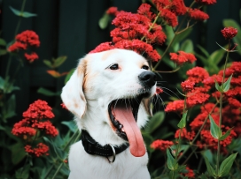 吐舌头的拉布拉多犬动物图片