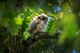 躲在树木上的角鸮猫头鹰鸟