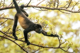 爬行在树枝上的吼猴