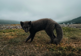 草原上的黑色狐鼬动物