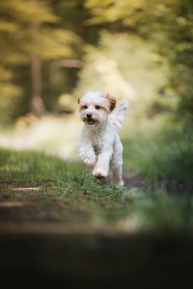 草地上奔跑的波萨维茨猎犬