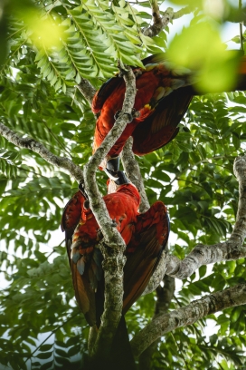 仰拍树上两只红色鹦鹉鸟