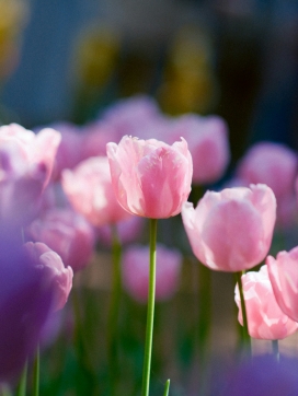 粉红色的郁金香花朵图片