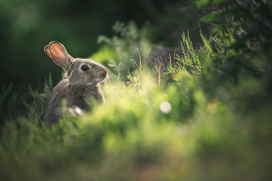 躲在草丛中的野兔
