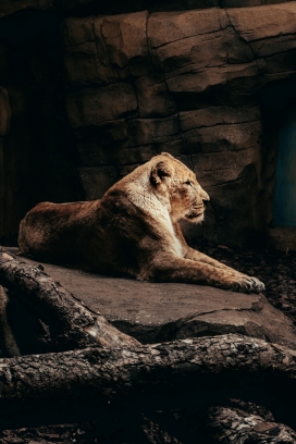 趴在洞穴中休息的母狮