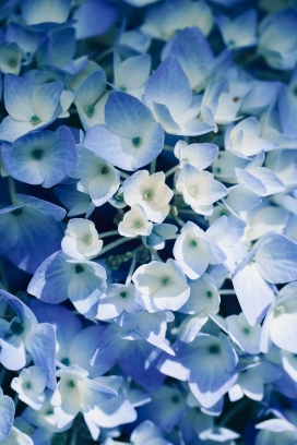 浅蓝色的绣球花
