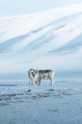 雪山下的阿拉斯加雪橇犬
