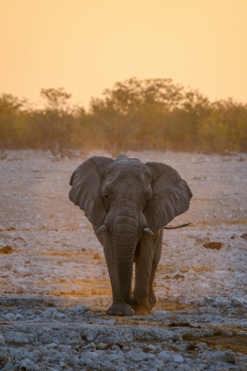 成年非洲大象图片