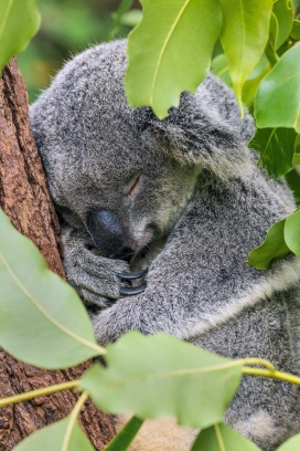 在树上睡觉休息的树袋熊