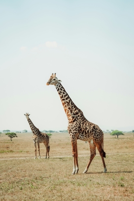 草原上的两只长颈鹿动物