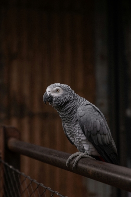 站在铁栏杆上的灰鹦鹉