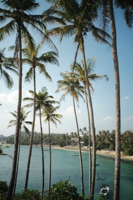 热带区域的椰树