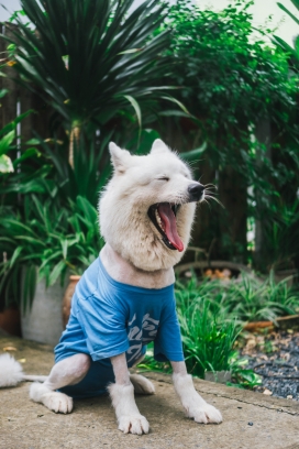 穿蓝色外套张嘴的摩萨耶宠物犬