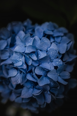 带水滴的蓝色绣球花