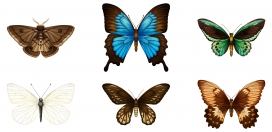 六款卡通蝴蝶昆虫素材