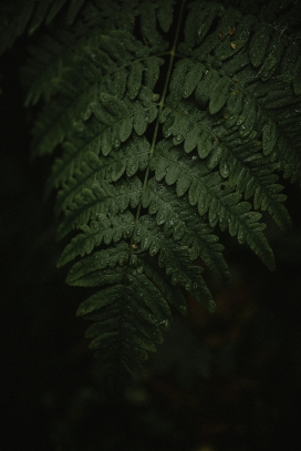 雨后的蕨类绿色植物