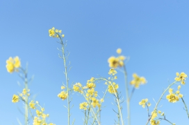 蓝色天空中的黄色油菜花