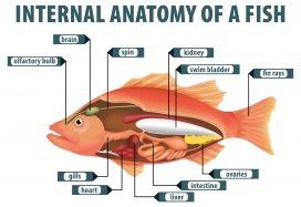 卡通海洋鱼内部解剖图解