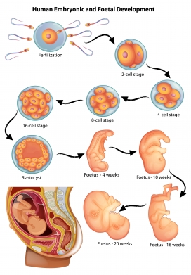 人类胚胎发育阶段的插图