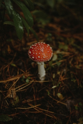 野外毒蝇伞蘑菇