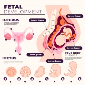 手绘胎儿发育信息图