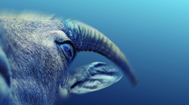 WILDLIFE IN COLOR-彩色野生动物