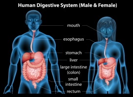 人体消化系统医学图