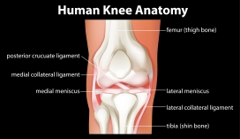 人体膝关节解剖图