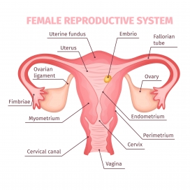 女性生殖系统科学信息图