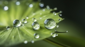 滴落在荷叶上的雨露水珠