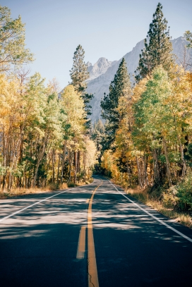 深秋森林双黄线马路