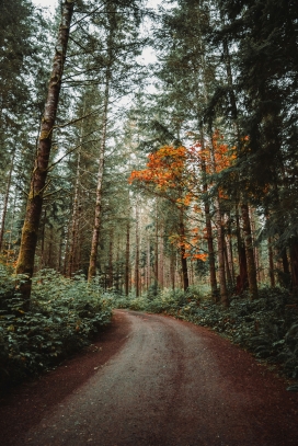 森林小路风景图片