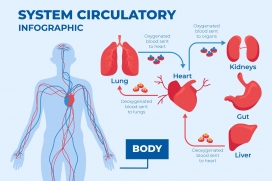 卡通人体心肺器官循环系统信息图