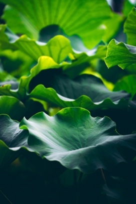 翠绿色荷叶植物