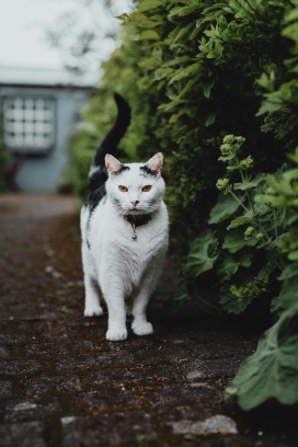 有点懵的白色家猫