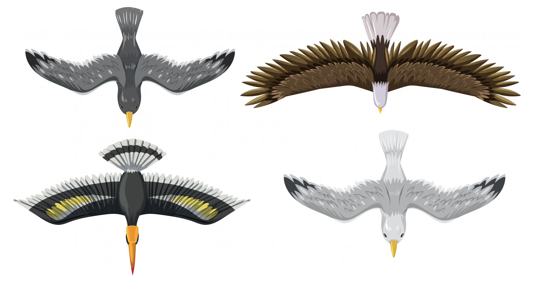 俯拍雄伟鸟类展翅飞行背部插图图片