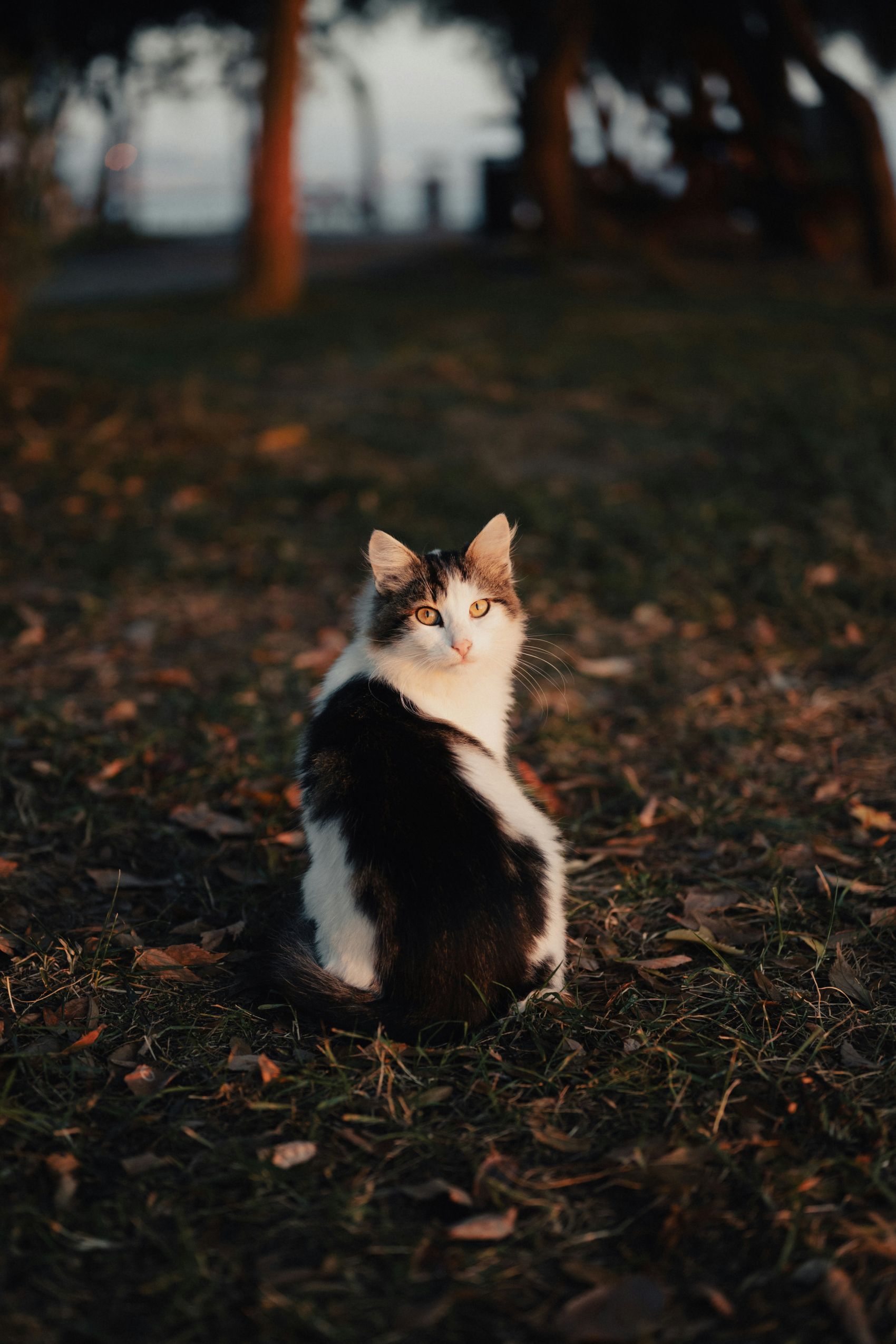 户外缅因猫图片图片