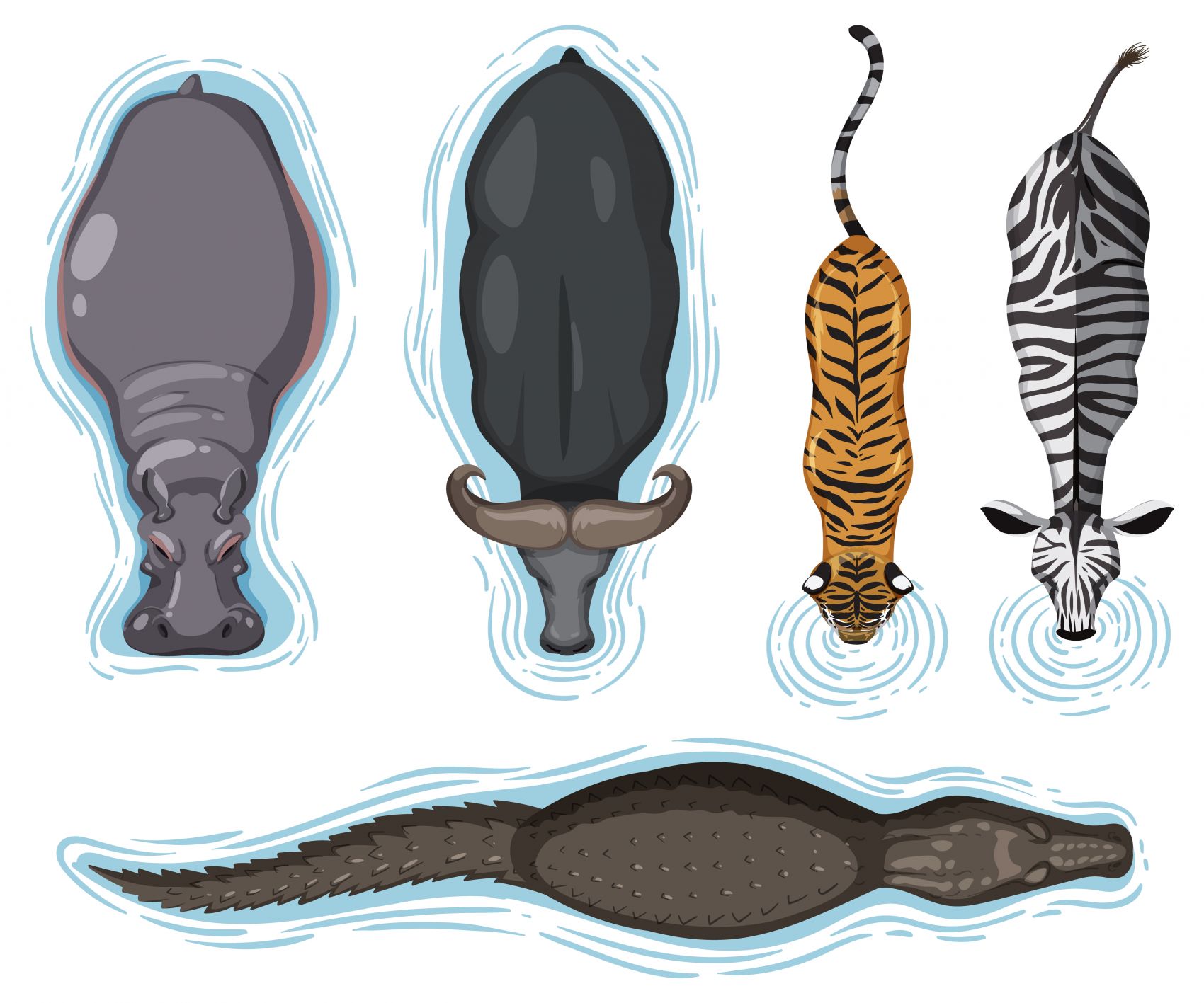 非洲原始动物喝水背部素材图片