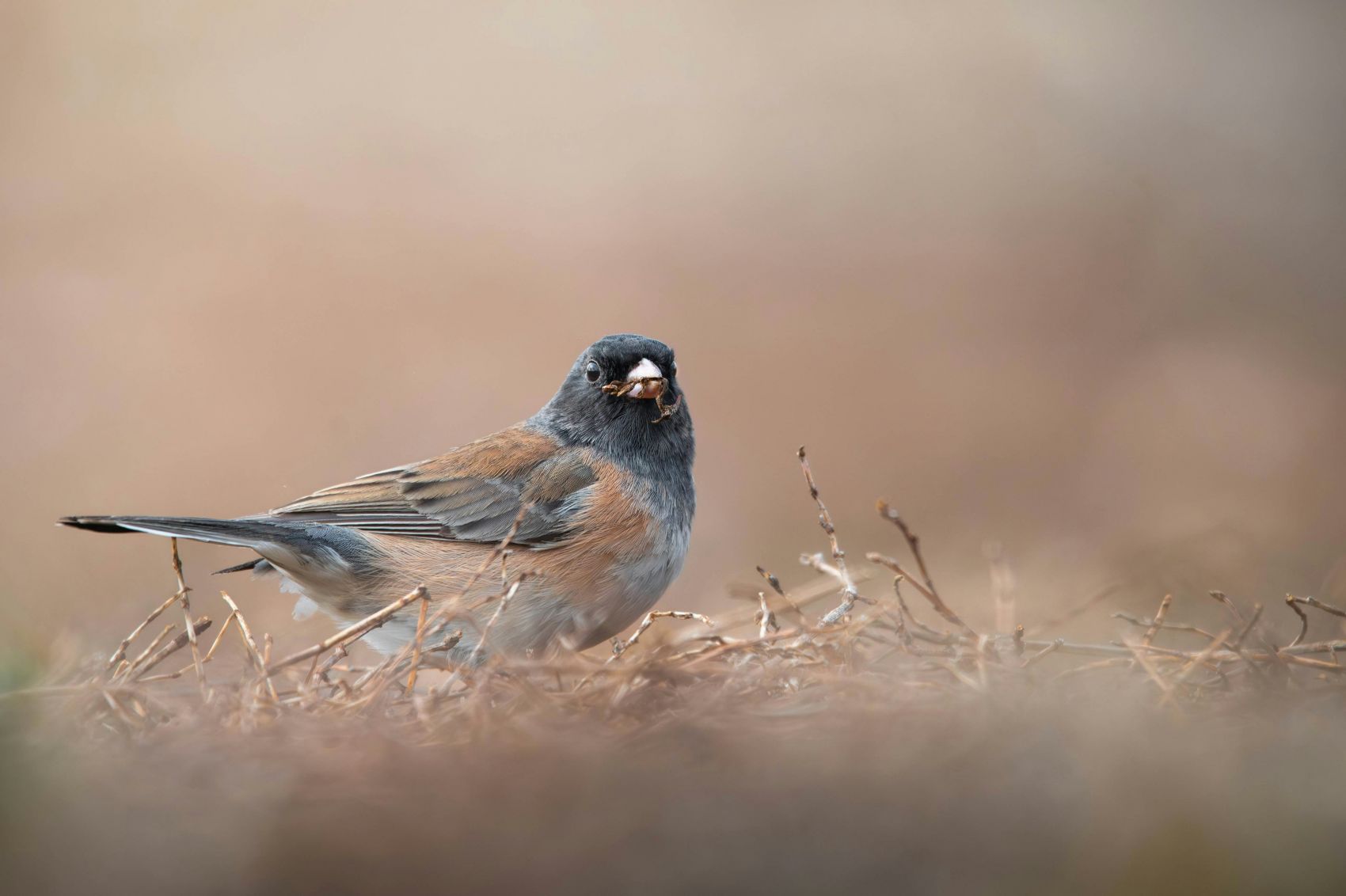 枯叶中凤头鹀图片