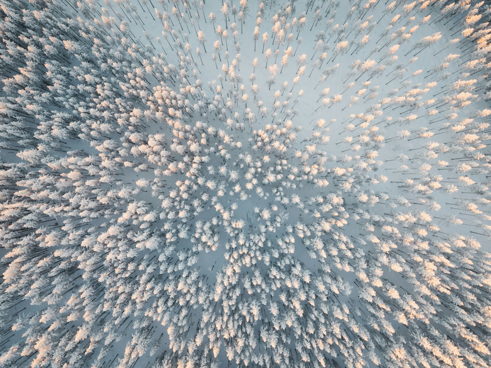 高空俯拍的冬季松树林图片