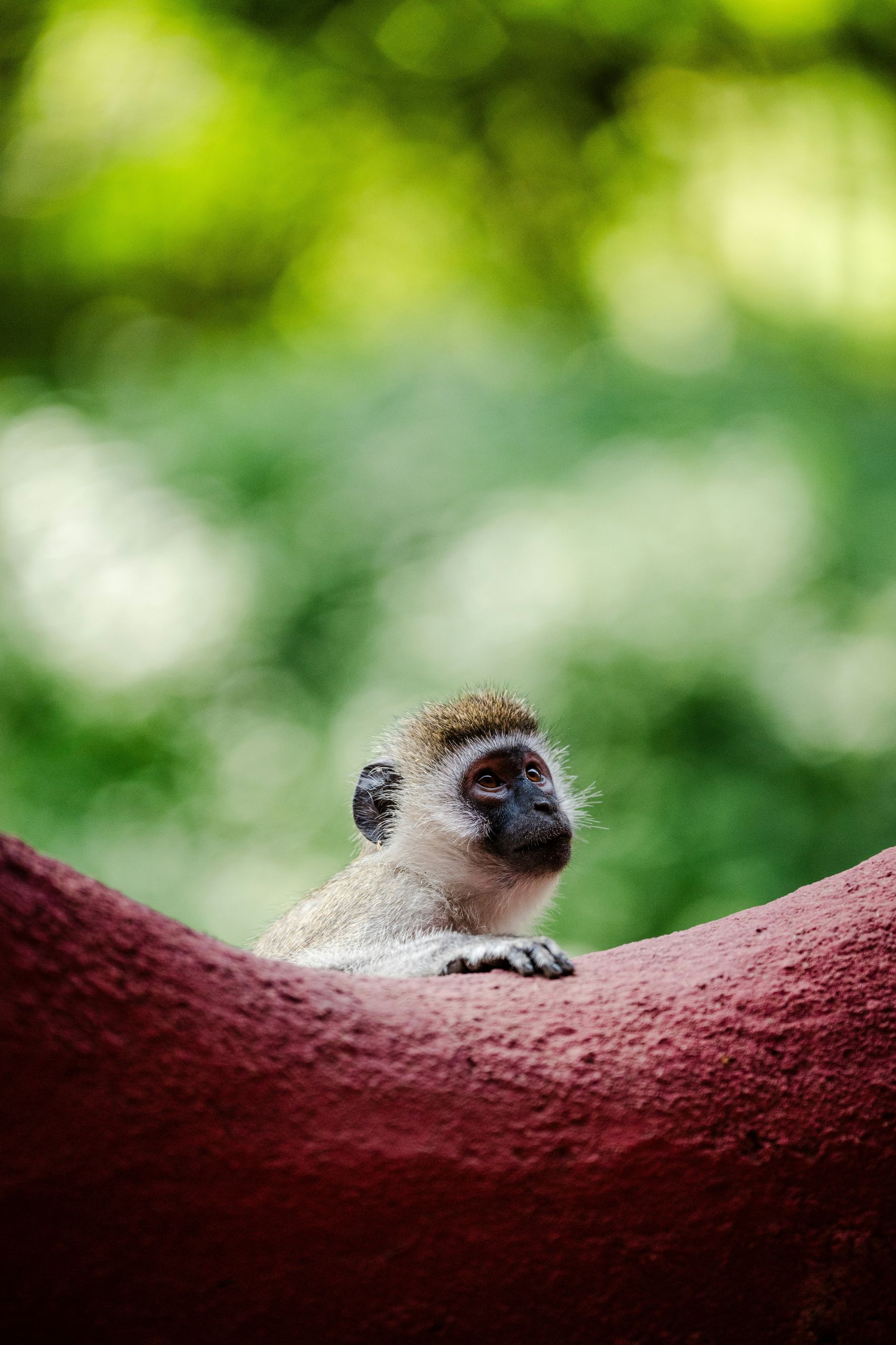 小小的白额长尾猴图片