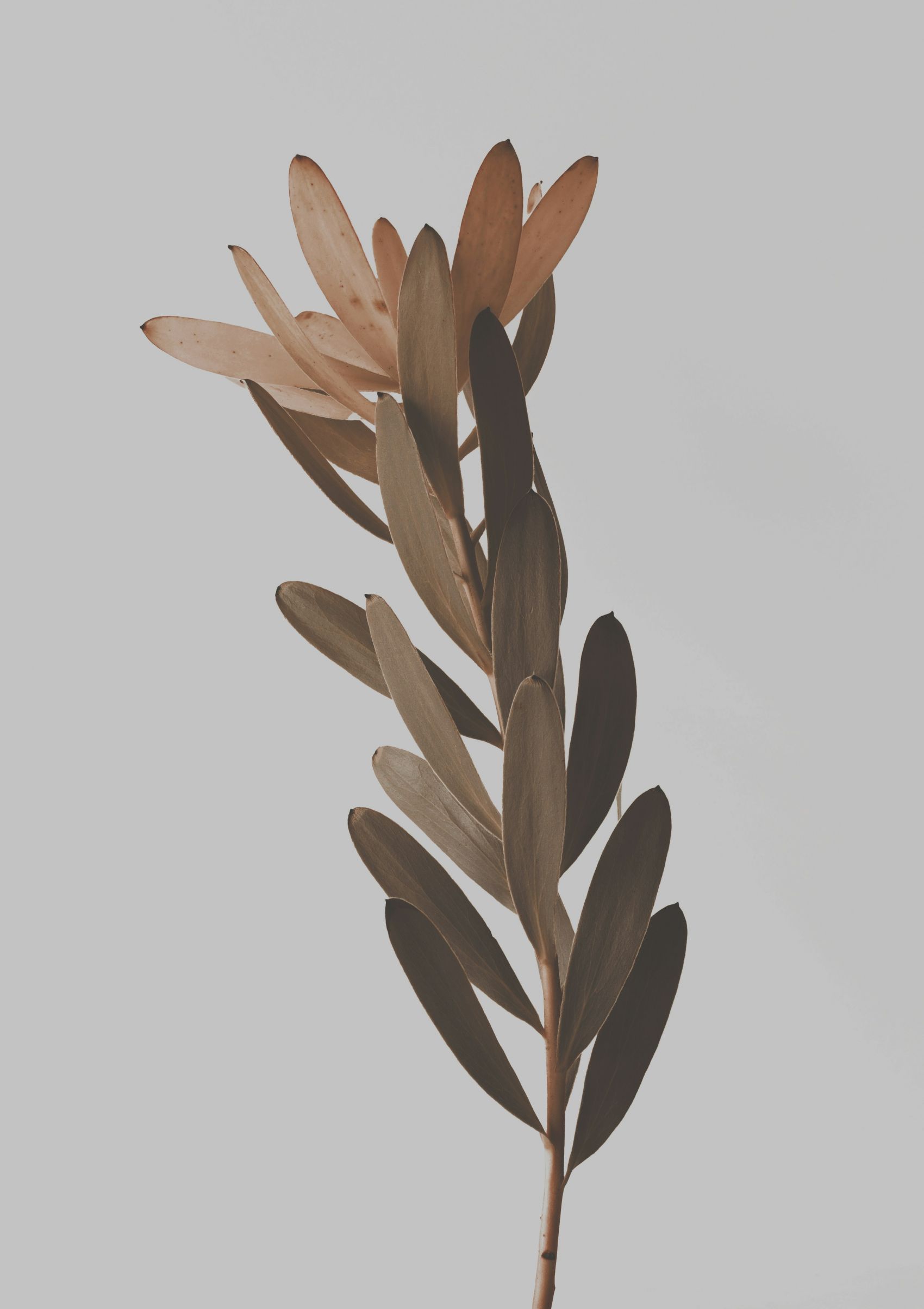 樟叶银叶树植物图片